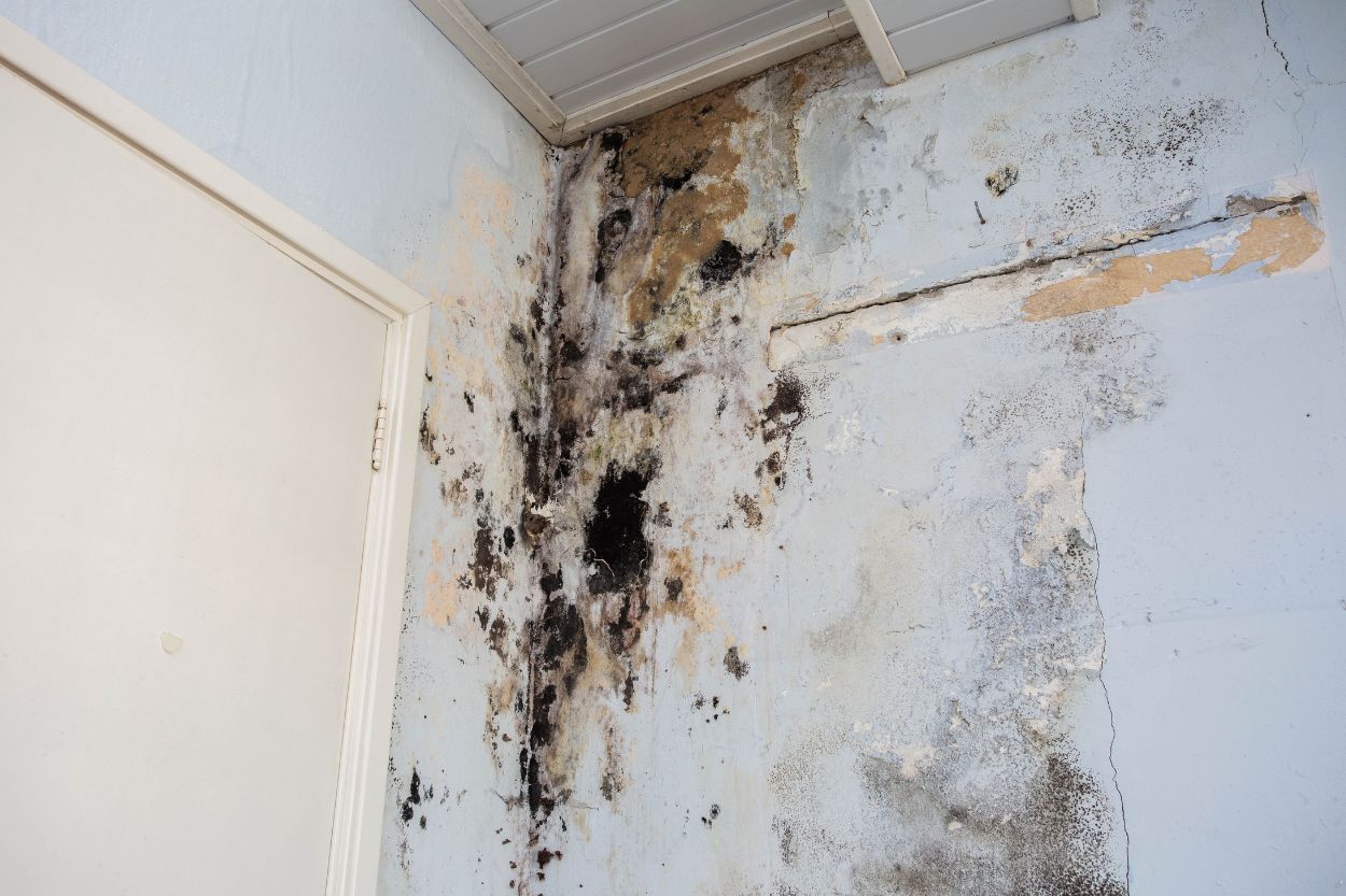 Mold growing on a wall in a room with a door, highlighting the need for mold removal services in Austin, TX.