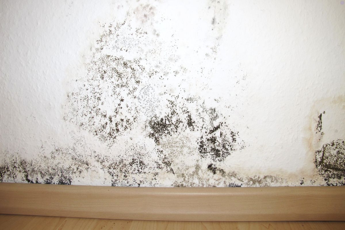 Wall mold in a room, accompanied by a collage showcasing different household mold types and their textures.