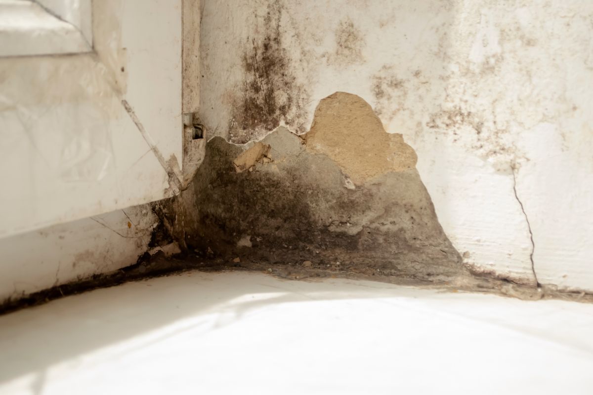 A wall displaying mold, situated in a room that features a window for illumination. 